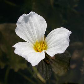   Ottelia alismoides  flower; photo: S.L. Winterton 