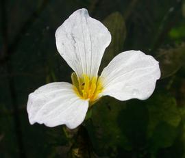   Ottelia alismoides  flower; photo: S.L. Winterton 