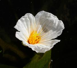   Ottelia ovalifolia  flower; photo: S.L. Winterton 