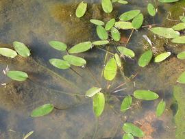   Ottelia ovalifolia , emersed; photo: S.L. Winterton 