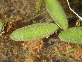   Ottelia ovalifolia  leaves; photo: S.L. Winterton 