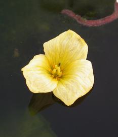   Ottelia ulvifolia  flower; photo: S.L. Winterton 