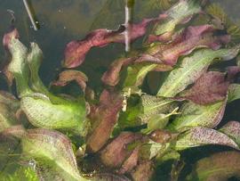   Ottelia ulvifolia , submersed; photo: S.L. Winterton 