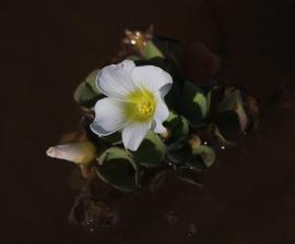   Oxalis natans  floating leaves and flower; photo © Tony Rebelo 