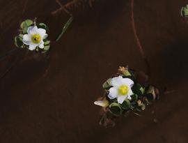   Oxalis natans , floating leaves and flowers; photo © Tony Rebelo 