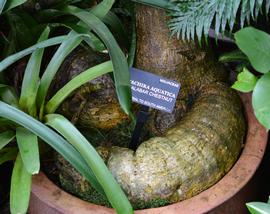   Pachira aquatica  trunk; photo: S.L. Winterton 