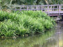   Pandanus  sp., emersed (small plants); photo: S.L. Winterton 