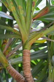   Pandanus microcarpus  leaf scars; photo: S.L. Winterton 