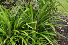   Pandanus odoratissimus ; photo: S.L. Winterton 