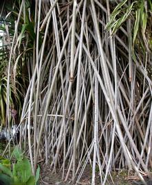   Pandanus  sp. prop roots; photo: S.L. Winterton 