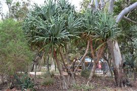   Pandanus tectorius , large size; photo: S.L. Winterton 