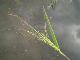   Panicum bisulcatum  inflorescence; photo © Show ryu 