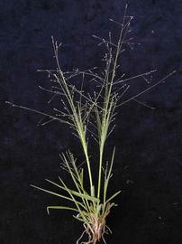   Panicum effusum  inflorescence; photo © Harry Rose 