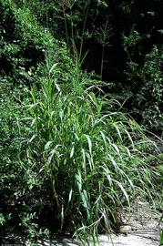   Panicum  sp.; photo © Robert Soreng 