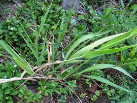   Panicum niihauense ; photo © David Eickhoff 