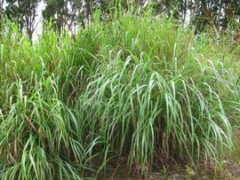   Panicum virgatum ; photo © Forest and Kim Starr 