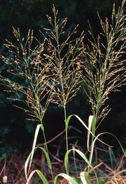   Panicum virgatum  inflorescence; photo © Ted Bodner 