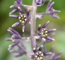   Peliosanthes  sp. flowers; photo: S.L. Winterton 