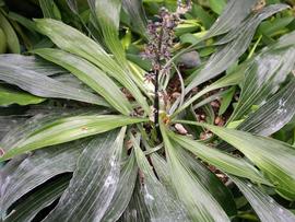   Peliosanthes  sp., emersed; photo: S.L. Winterton 