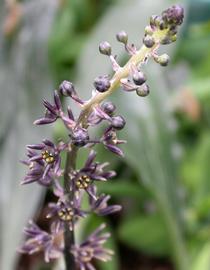   Peliosanthes  sp. inflorescence; photo: S.L. Winterton 