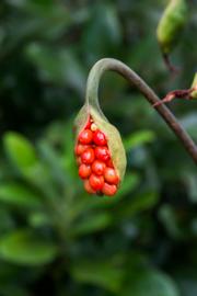  Peltandra sagittaefolia  fruit; photo © David R. McAdoo