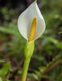   Peltandra sagittaefolia  spathe and spadix; photo © Philip Bouchard 