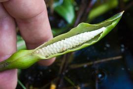   Peltandra virginica  spathe and spadix; photo © Ken ichi Ueda 