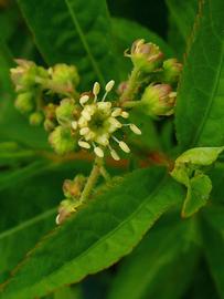   Penthorum sedoides  flower; photo © H. Zell 