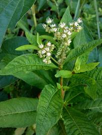   Penthorum sedoides ; photo © Fritz Flohr Reynolds 