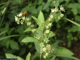   Penthorum sedoides  inflorescence; photo © Lawrence S. Gilliam 