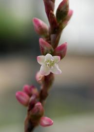   Persicaria hydropiperoides  flower; photo: S.L. Winterton 