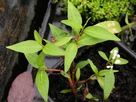   Persicaria hydropiperoides , emersed; photo: S.L. Winterton 