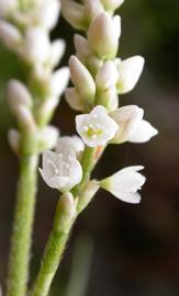   Persicaria  sp. 'Sao Paulo' flowers; photo: S.L. Winterton 