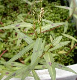   Persicaria  sp. 'Sao Paulo', emersed; photo: S.L. Winterton 