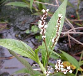   Persicaria  sp. 'Sao Paulo' inflorescence; photo: S.L. Winterton 