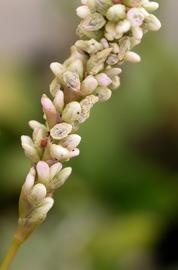   Persicaria  sp. 'Sao Paulo' inflorescence; photo: S.L. Winterton 