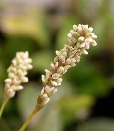   Persicaria  sp. 'Sao Paulo' inflorescence; photo: S.L. Winterton 