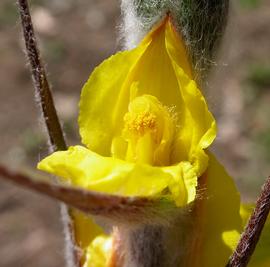   Philydrum lanuginosum  flower; photo: S.L. Winterton 