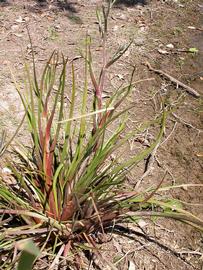   Philydrum lanuginosum , emersed; photo: S.L. Winterton 