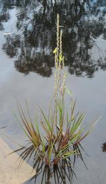   Philydrum lanuginosum , emersed; photo: S.L. Winterton 