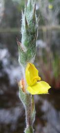   Philydrum lanuginosum  inflorescence; photo: S.L. Winterton 