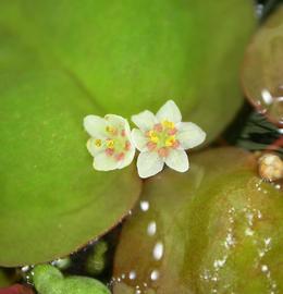   Phyllanthus fluitans  flowers; photo: S.L. Winterton 