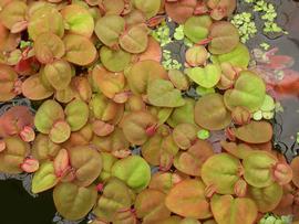   Phyllanthus fluitans , floating; photo: S.L. Winterton 