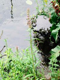   Physostegia purpurea , emersed; photo: S.L. Winterton 