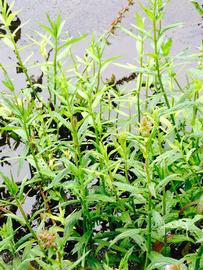   Physostegia purpurea , emersed; photo: S.L. Winterton 