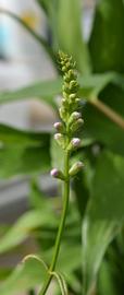   Physostegia purpurea  inflorescence; photo: S.L. Winterton 