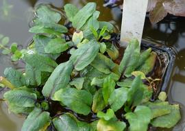   Physostegia purpurea  lower leaves; photo: S.L. Winterton 