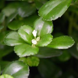   Pilea affinis  inflorescence; photo: S.L. Winterton 