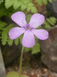   Pinguicula moranensis  flower; photo: S.L. Winterton 