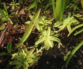   Pinguicula  sp.; photo: S.L. Winterton 